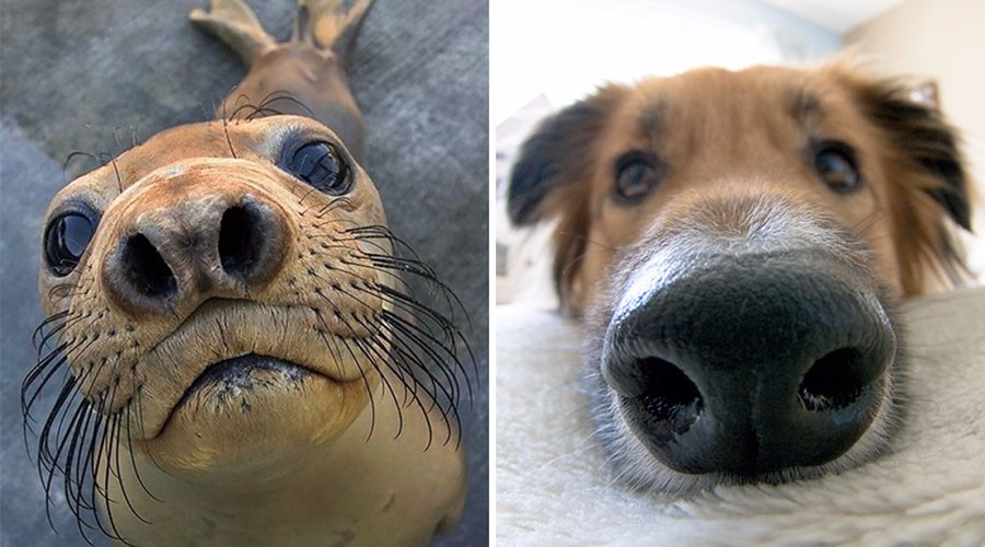 看完这组照片的人都笑疯了这两货肯定是亲戚