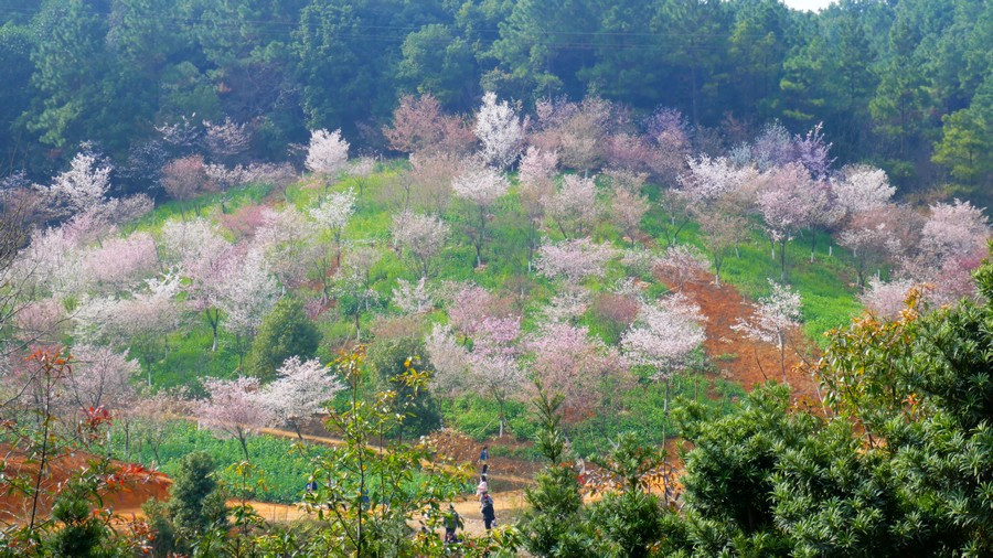 走在油菜花丛中赏樱花——岳阳羊角山生态博览园