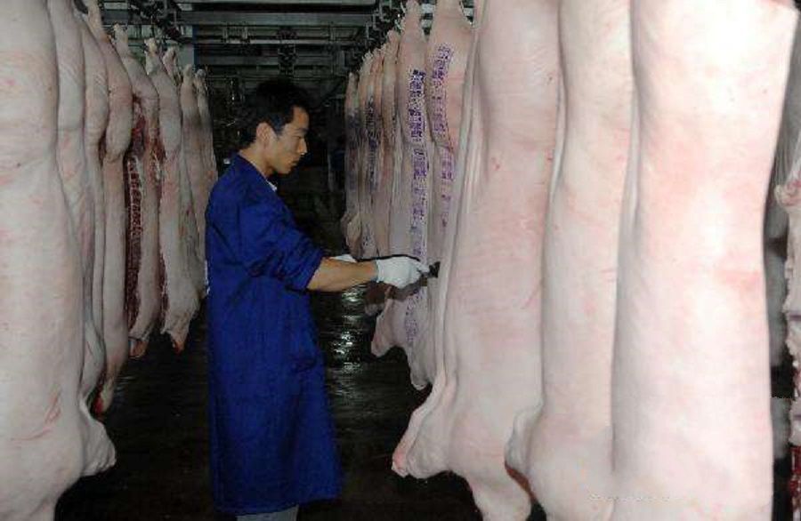 动物检疫工作人员会在猪肉上盖上蓝色的检疫章,然后屠宰厂工作人员再