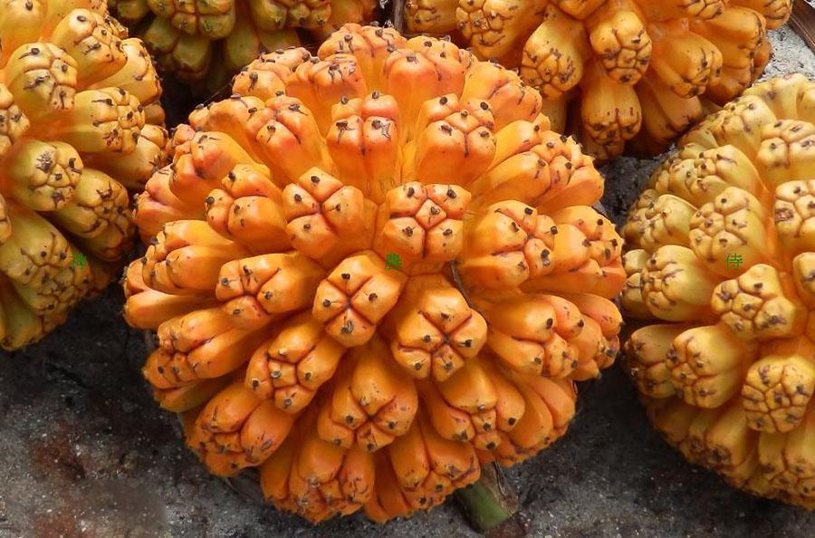 这8种超级冷门的水果90的人见都没见过安徽人有吃过的吗