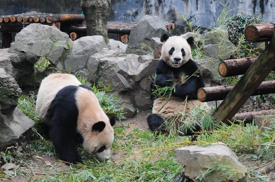 杭州动物园四岁大熊猫"成就"病危 网友纷纷留言为它加油鼓劲