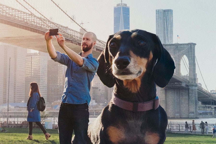 薇薇安经常和 mitch 漫步城市各处,它昂然翘首的模样,俨然以城市之王