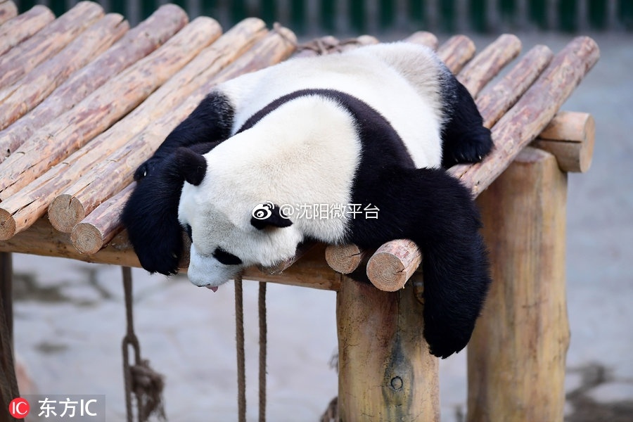 沈阳野生动物园里大熊猫趴着晒太阳