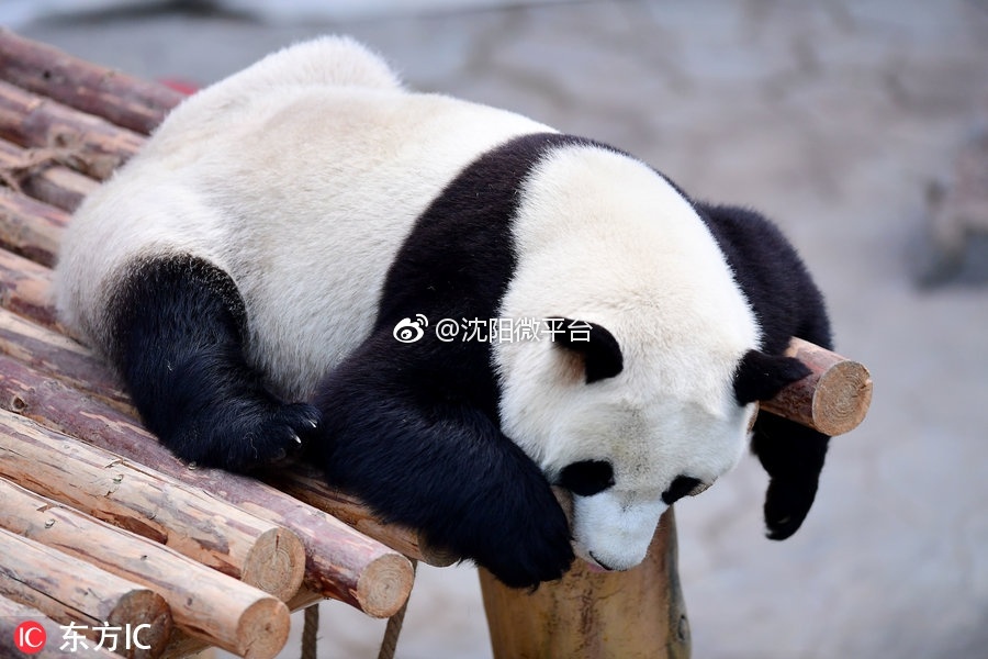 沈阳野生动物园里大熊猫趴着晒太阳