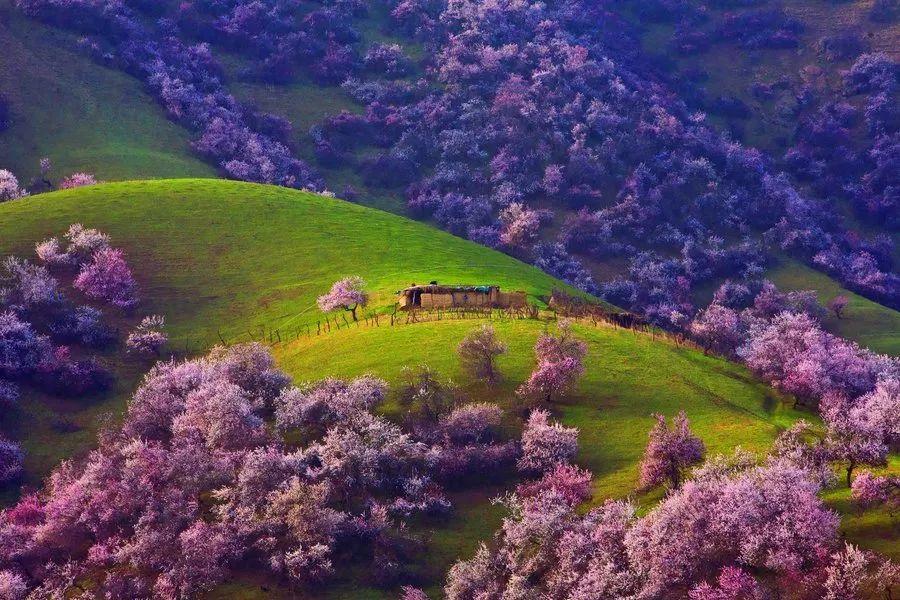 春来了自驾这些美爆的高颜值小众赏花地行摄中国
