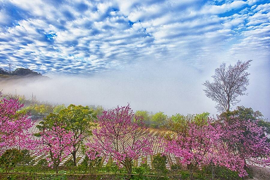 三月春光明媚,净土宗寺院 妙音净苑虔敬赏樱_新浪看点