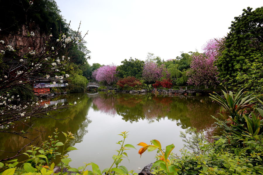 紫荆花开满城飞,姹紫嫣红醉柳州|紫荆花|花园|柳州_新浪网