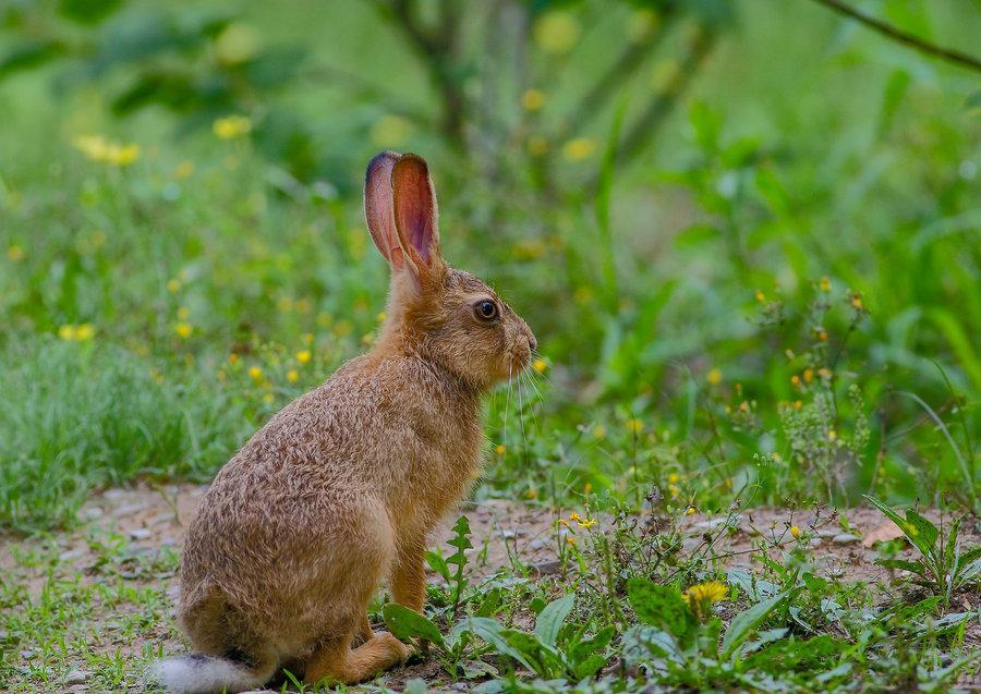 农村几种野味吃过4种是农村人最后一种花再多钱也吃不到