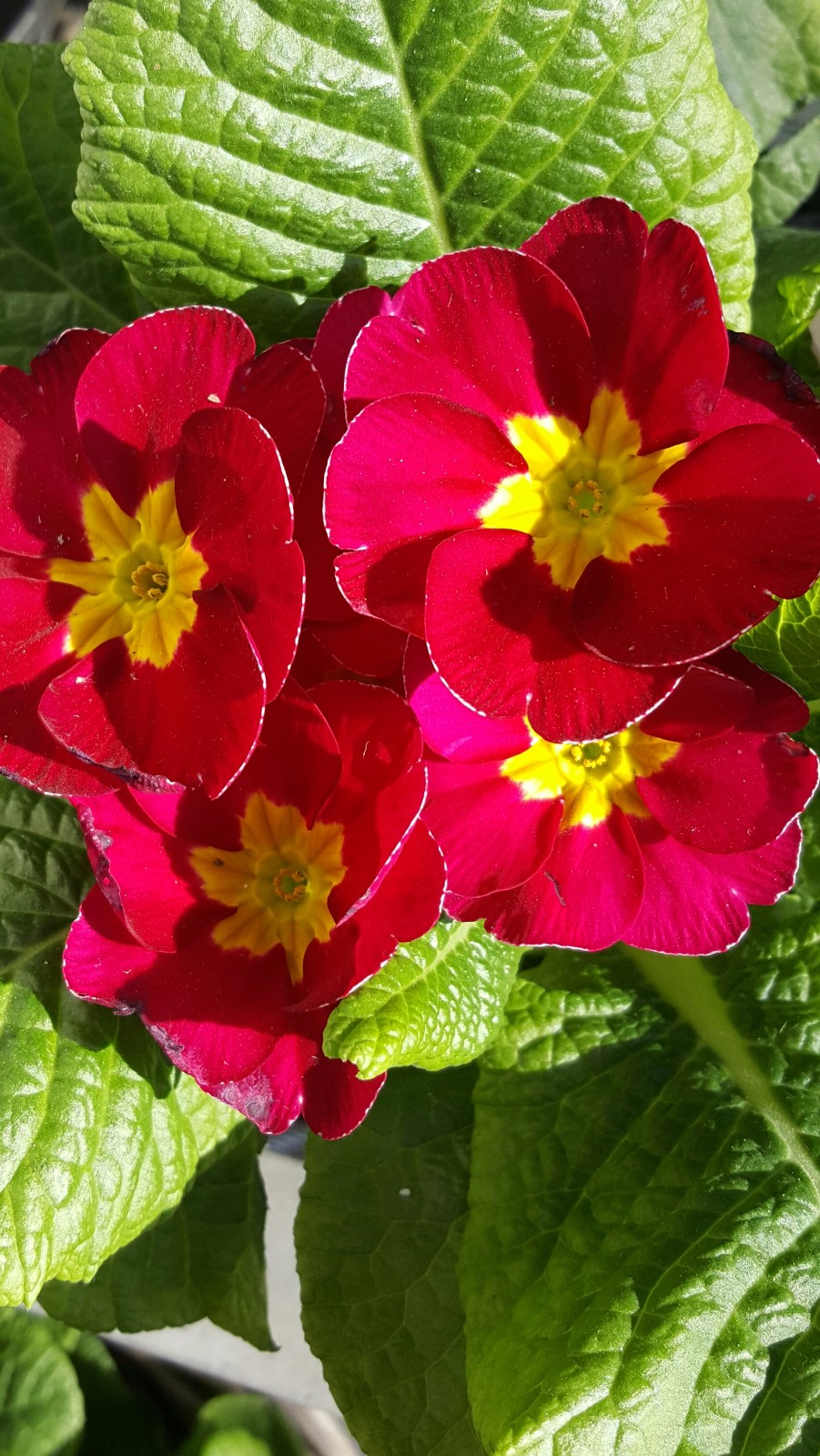 植物百科二十七报春花