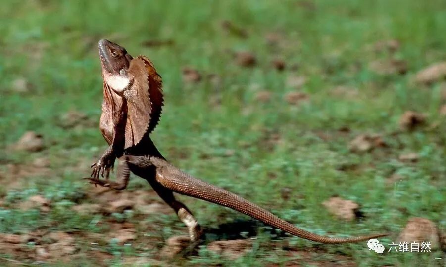 虚张声势的蜥蜴伞蜥蜴张开斗篷似攻击实际转身就逃