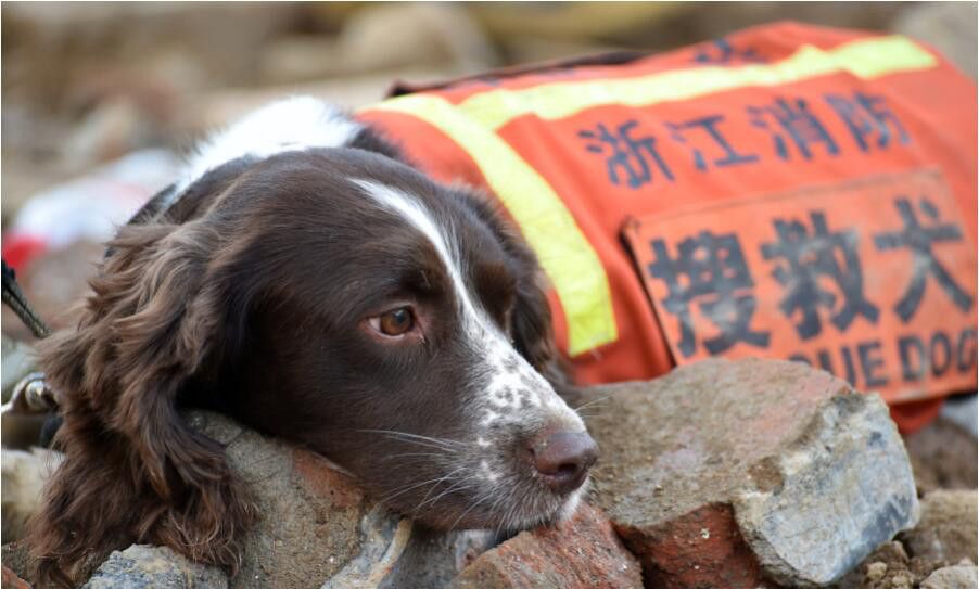 特殊的小伙伴——搜救犬!