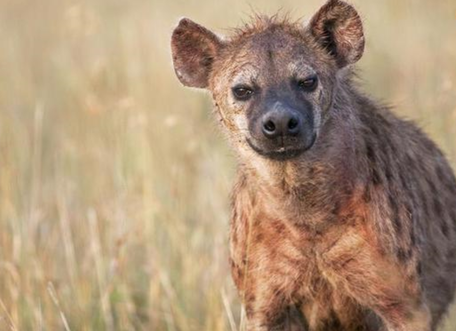 掏肛出名的非洲二哥凭什么鬣狗远不止是靠掏肛