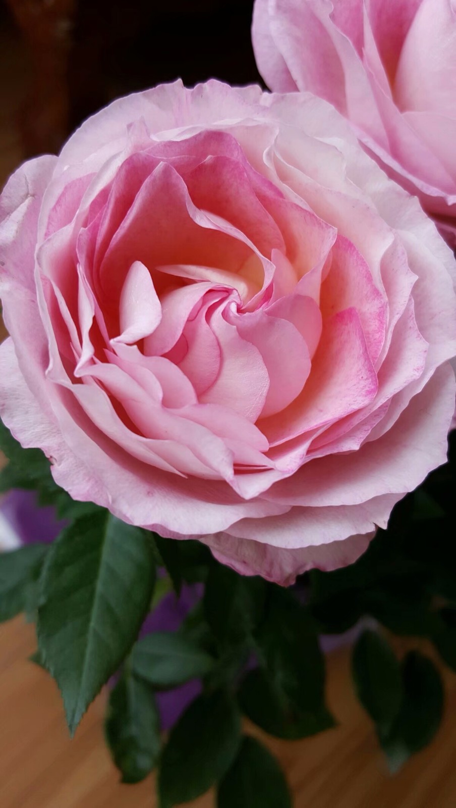 喜欢你那灿烂的微笑戴安娜玫瑰