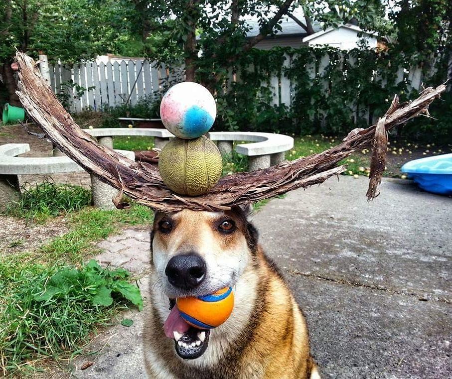 toby, 一条11岁的德国牧羊犬和哈士奇的混血狗