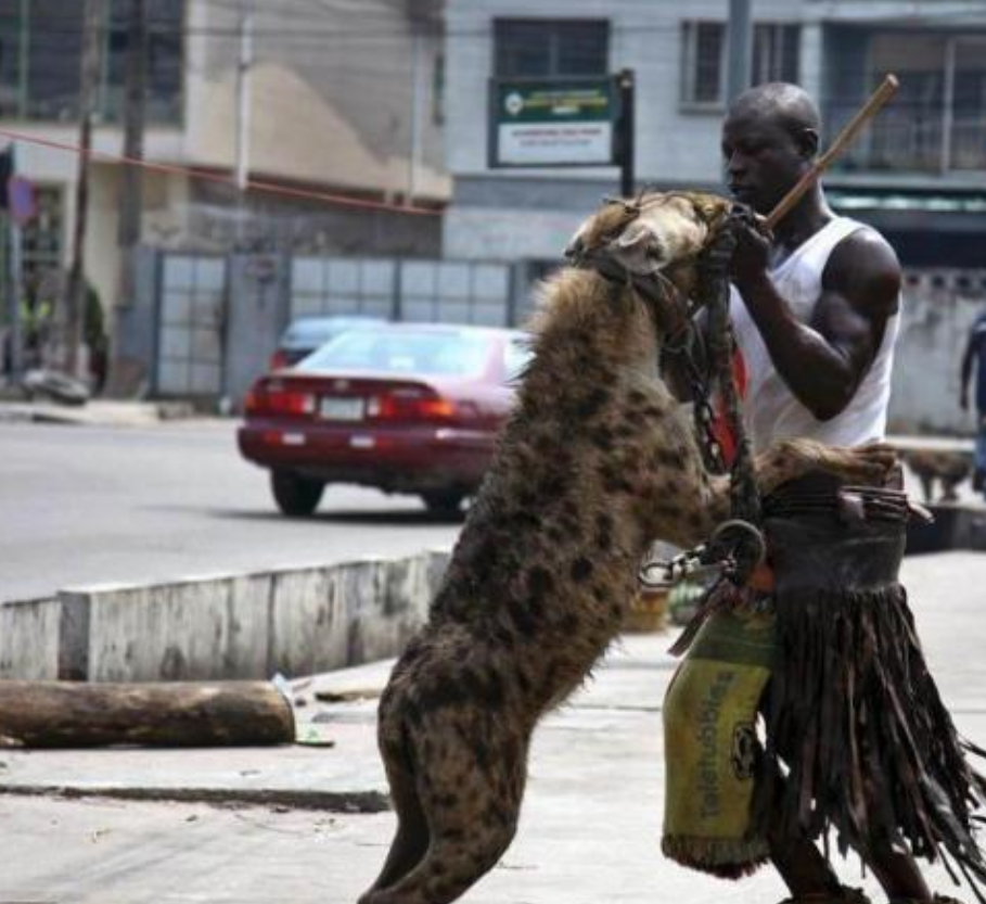 掏肛出名的非洲二哥凭什么鬣狗远不止是靠掏肛