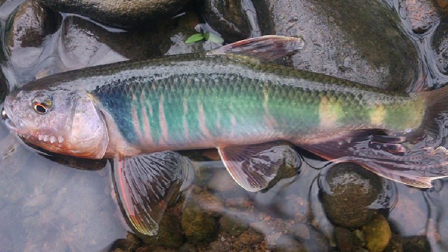 老钓友常在深山溪水中钓获这种野鱼不知道名字谁来帮他解答