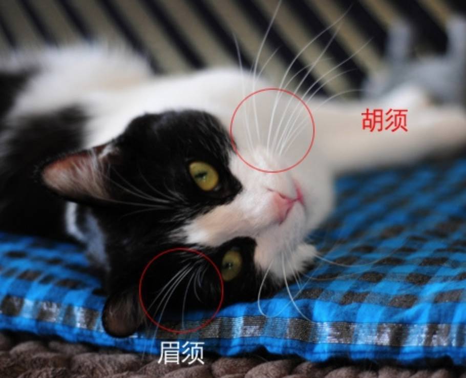 怎么办?不小心剪了猫咪胡子,现在它老是被卡住.