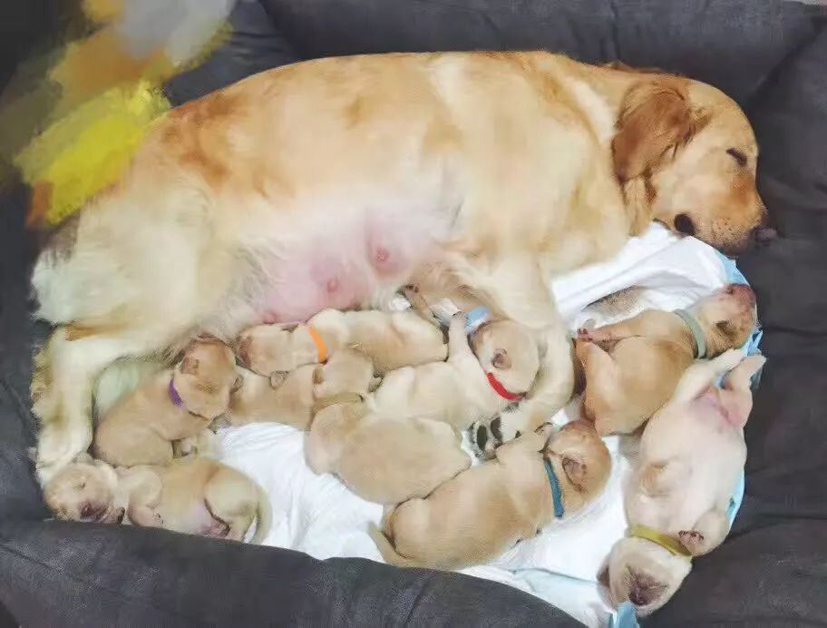 狗妈妈分娩时会出现的一些危险状况以及对应的应急处理措施