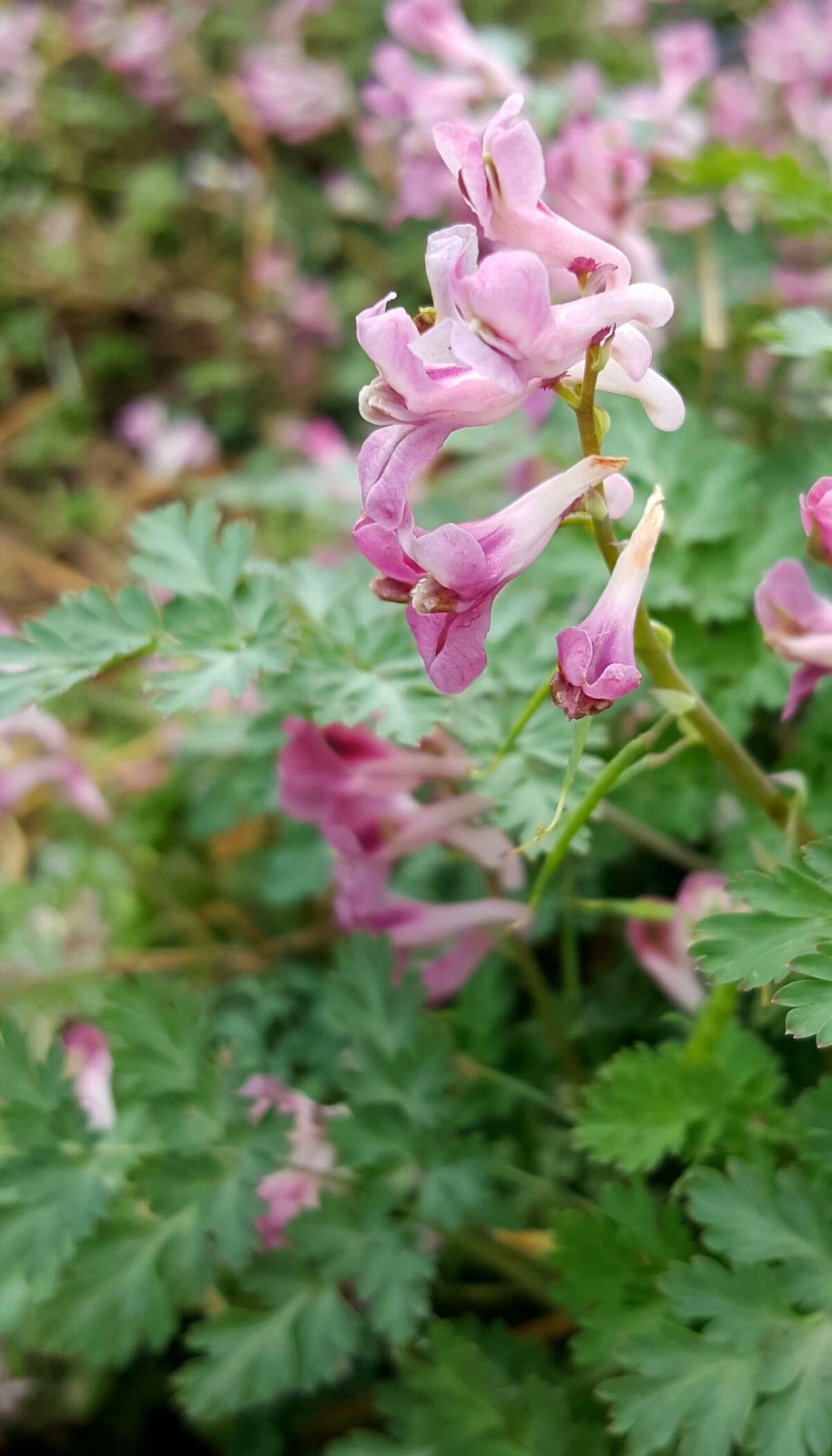 植物百科三十四紫堇