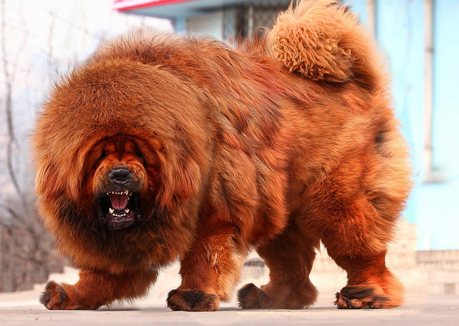 曾卖到数百万一只动物,富贵的标志,如今却无人问津|富贵|藏獒|动物