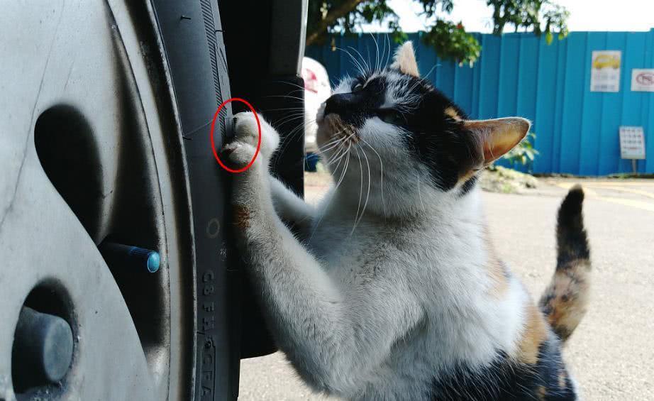 爱车被流浪猫抓花, 车主弄个带钉的纸板当陷阱, 扎了猫咪一脚血