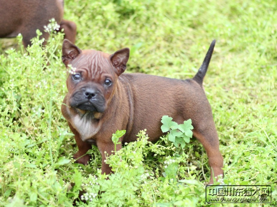 重庆川东猎犬繁育总部出生两个月的川东猎犬幼犬