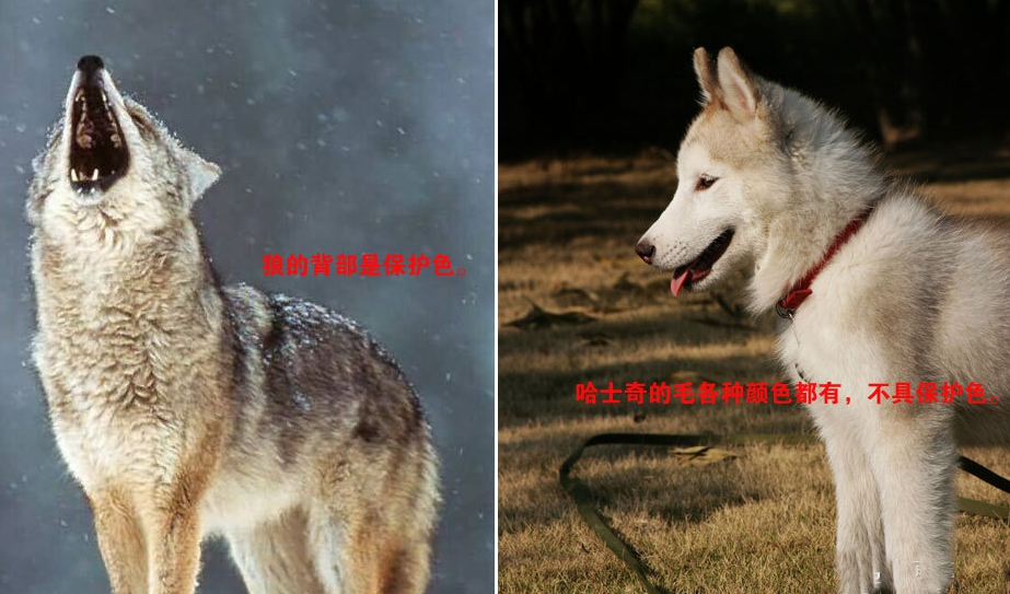 狼与哈士奇对比上的区别看眼睛是最佳的辨认方法