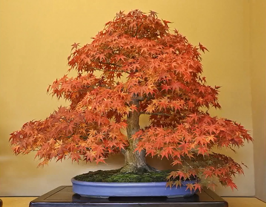 日本盆景不只有松柏,枫树也是非常漂亮的