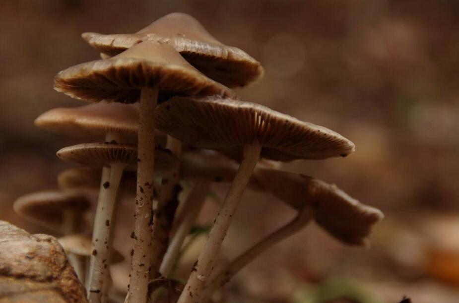 棕色伞盖的蘑菇图片