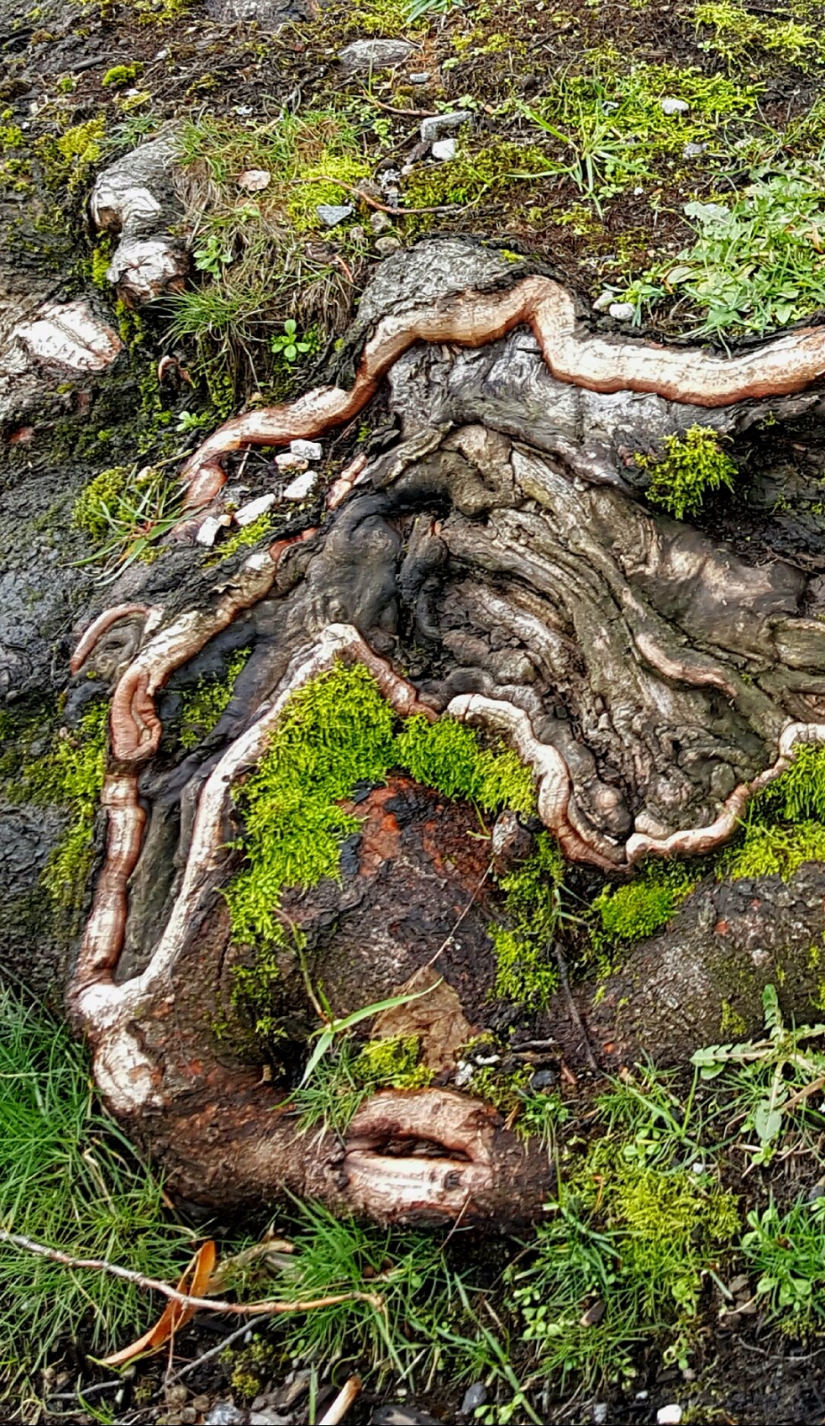 植物百科（二十八）苔藓|苔藓|植物|假根|陆生|泥炭藓_新浪新闻