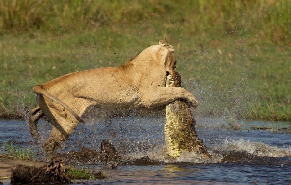为了保护幼崽顺利过河, 英勇母狮与鳄鱼展开生死大战
