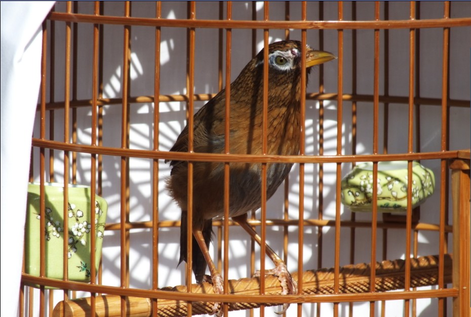 怎么样选画眉鸟 根据画眉鸟的体态特征来鉴别