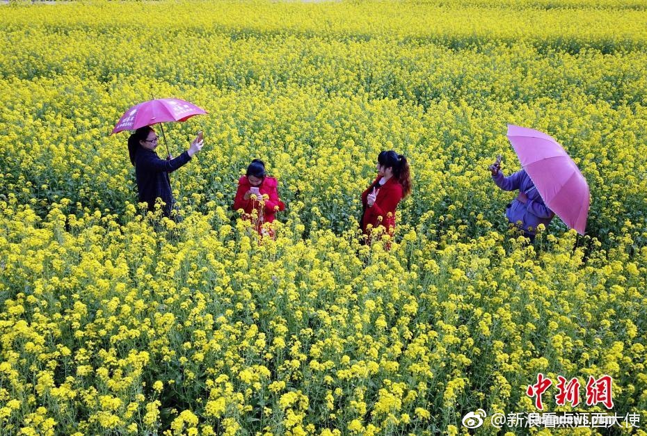 初春时节江西泰和十万亩油菜花正艳[心]
