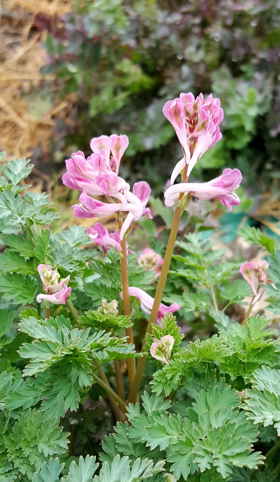 植物百科(三十四)紫堇|花瓣|基生叶|羽片_新浪新闻