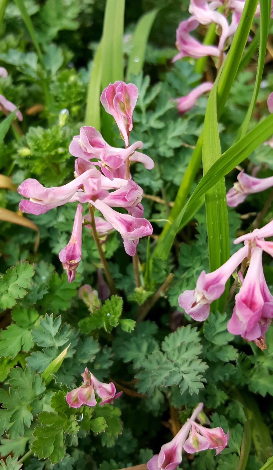 植物百科三十四紫堇