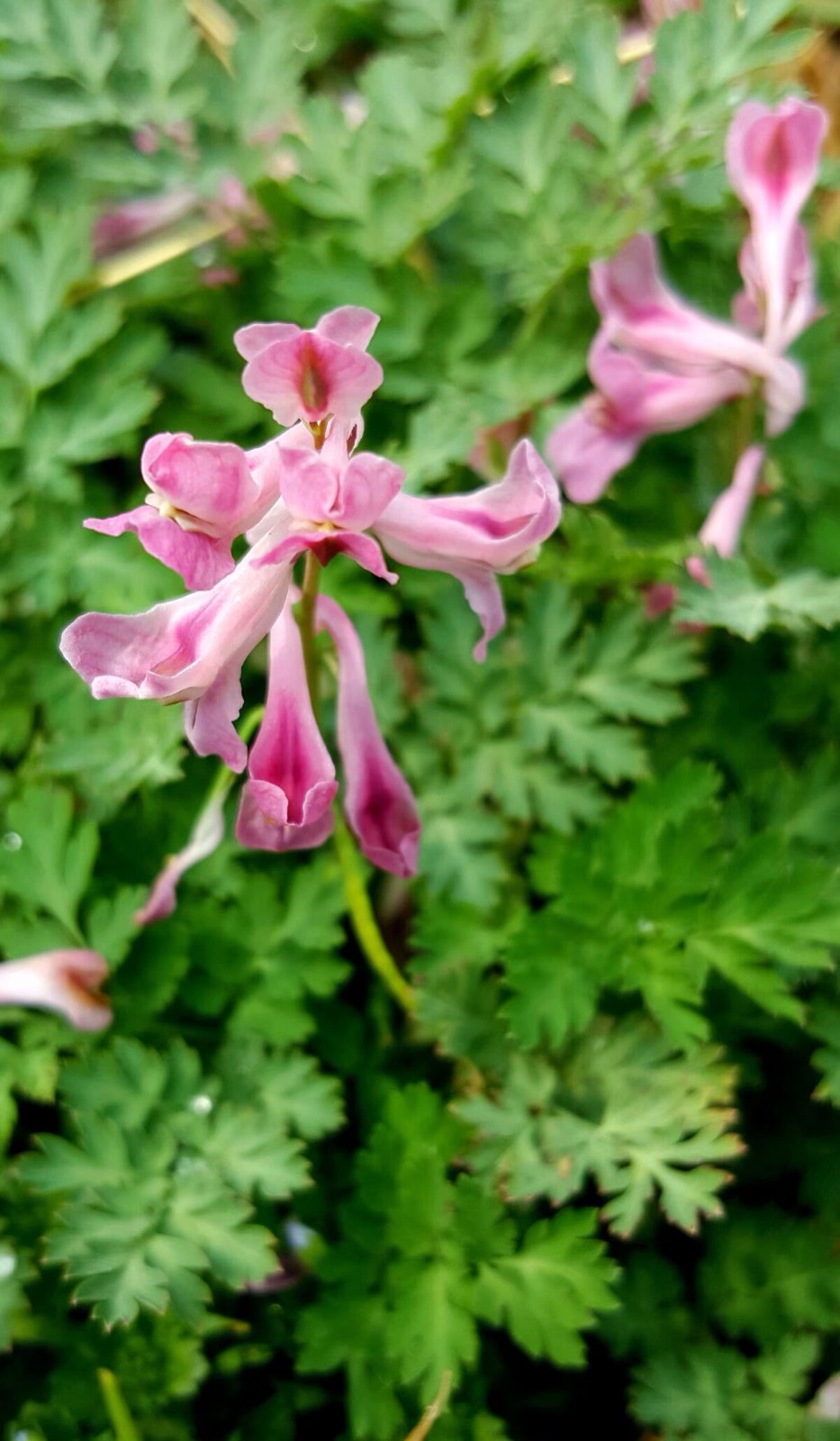 植物百科三十四紫堇