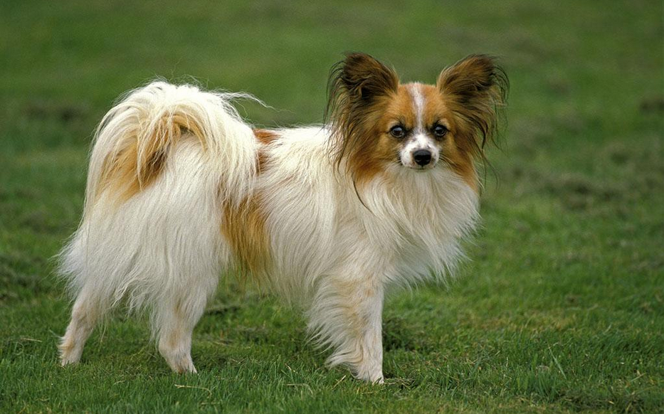 世界上漂亮的几种狗看看你家养过没有