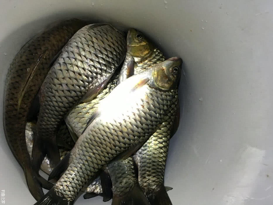 这鱼叫"清波"野生力道大,把线拉得呼呼响