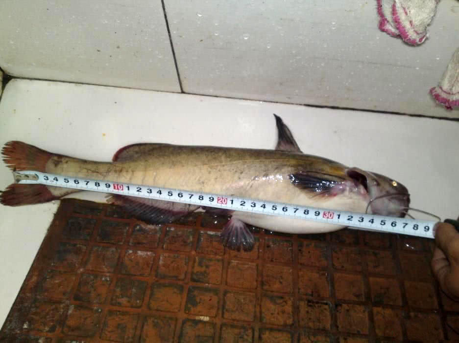 只生活在乱石激流中,被称为"巨型黄辣丁"的江黄鱼