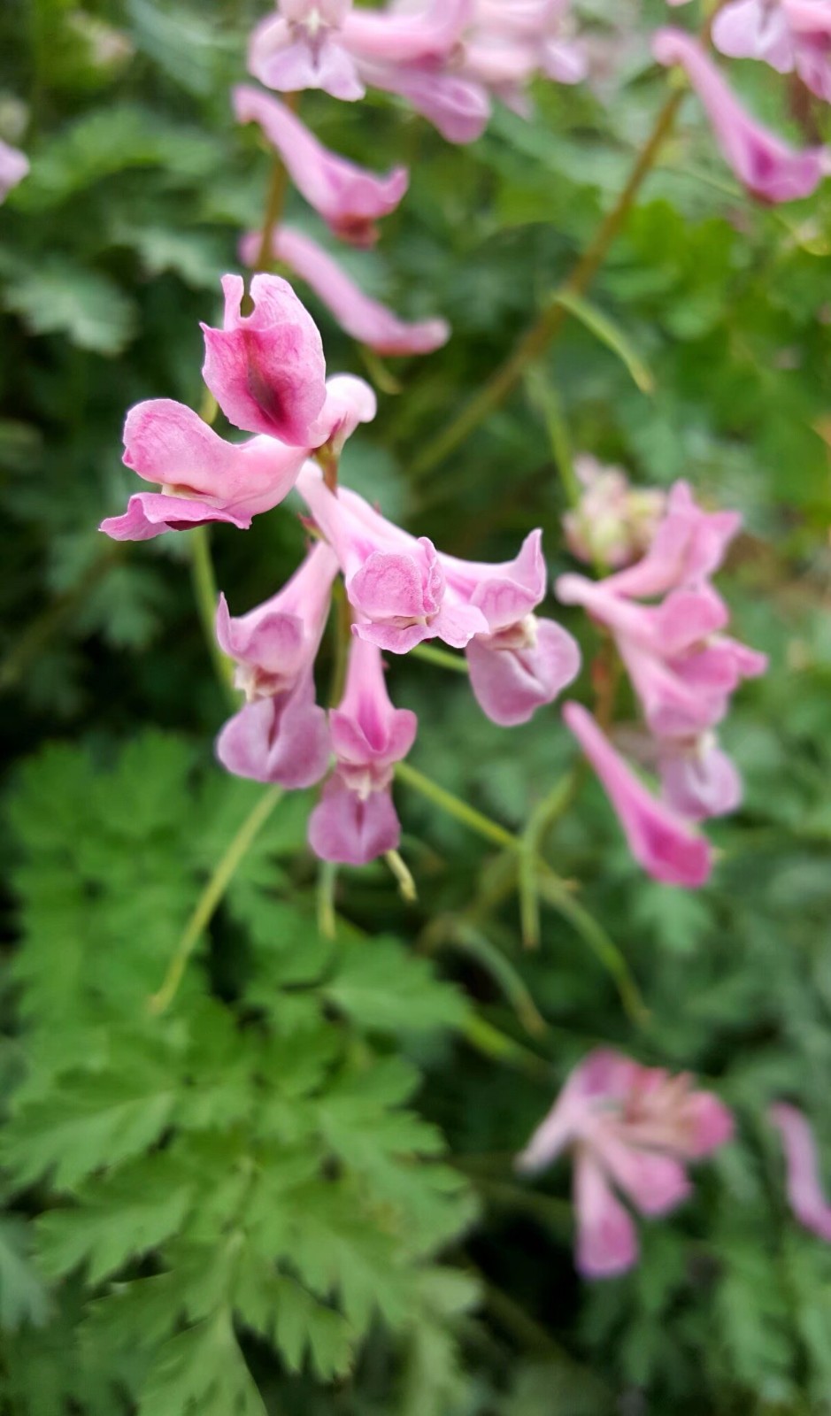 植物百科三十四紫堇