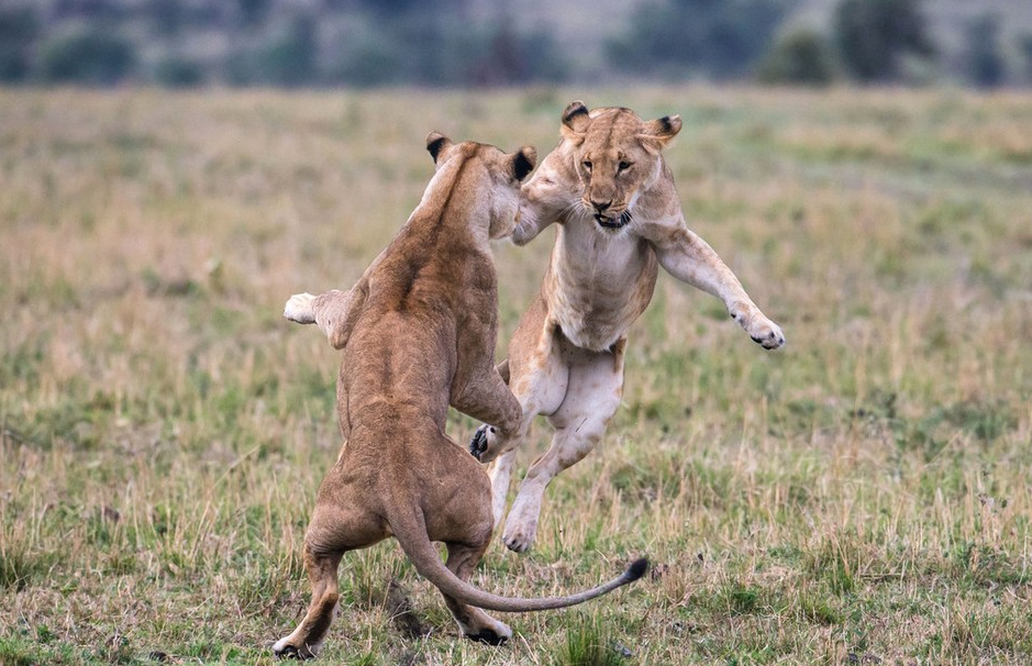 动物世界里的战斗,同类相残甚是惨烈!
