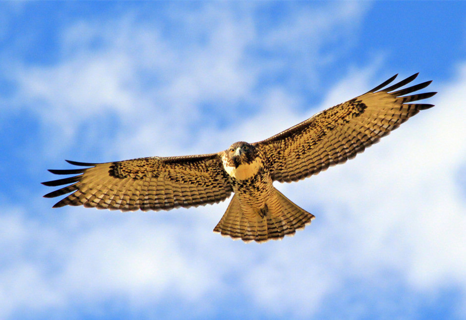如果你想像雄鹰一样翱翔天空那你就要和群鹰一起飞翔