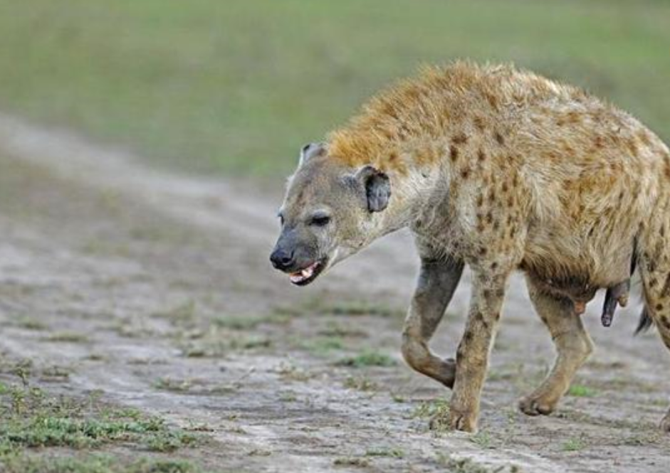 掏肛出名的非洲二哥凭什么鬣狗远不止是靠掏肛
