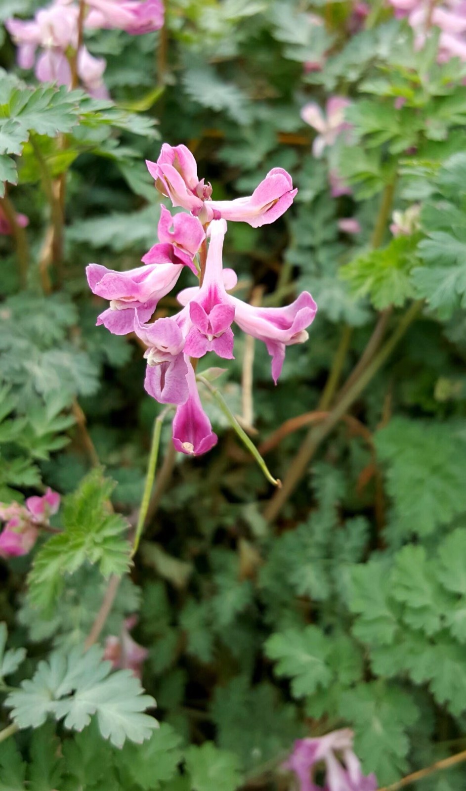 植物百科三十四紫堇