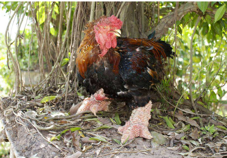 长相奇葩的越南东涛鸡肉质鲜美回味无穷一双腿要卖千元