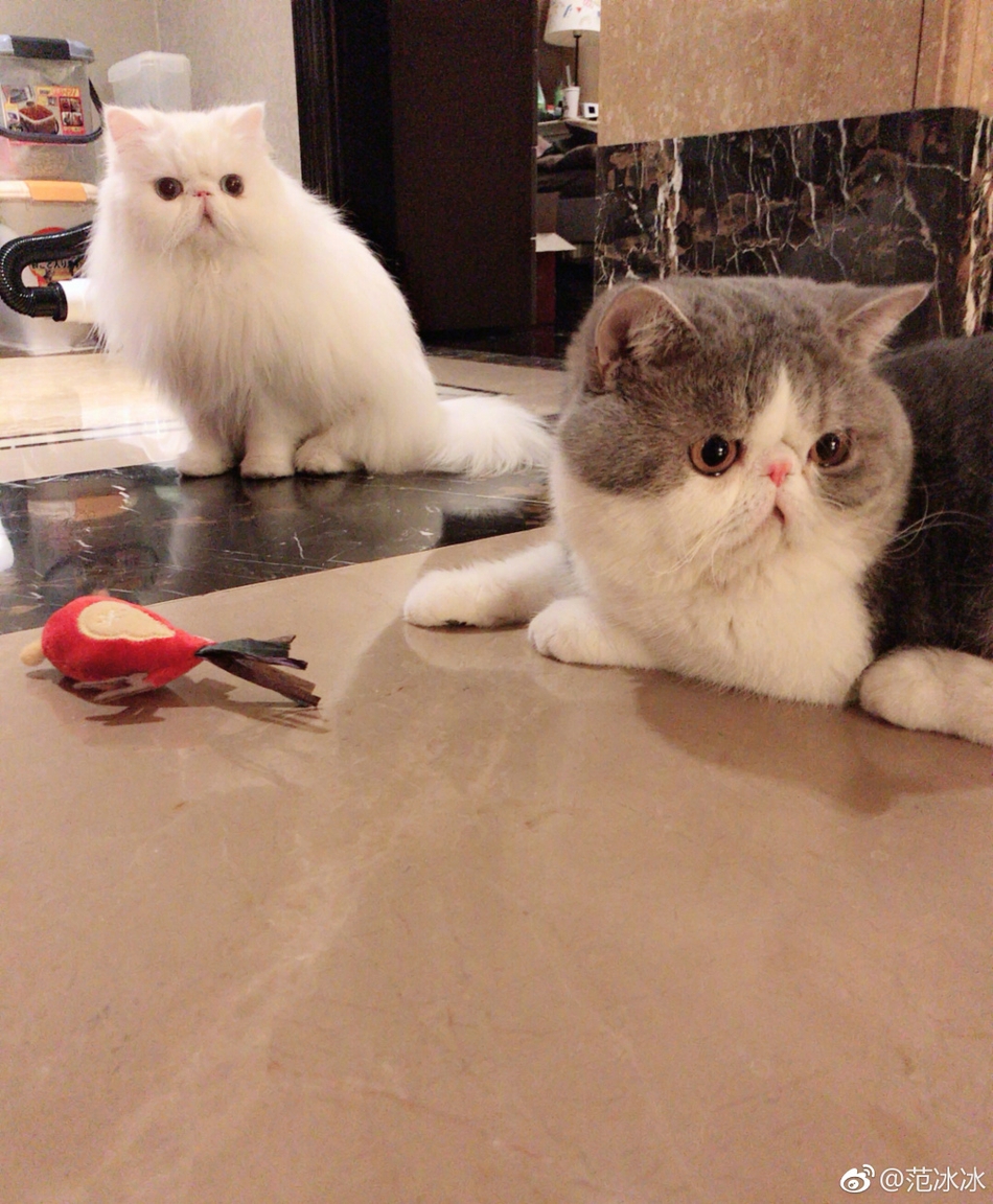 范冰冰抱着猫咪俏皮合影 网友:李晨到底排第几?