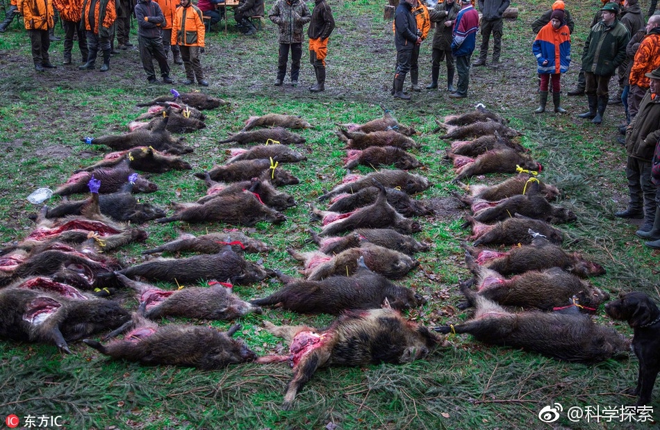 德国东北加大野猪捕杀力度 一日猎杀40头场面触目惊心_新浪看点