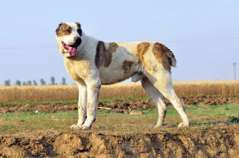 中亚牧羊犬的历史来源:曾经是击败老虎,抵御"侵略"的好手