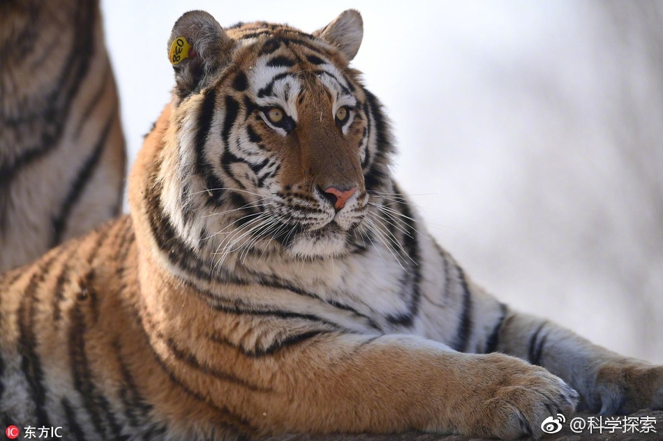 东北虎胖成球 这就是过年后的你没错了