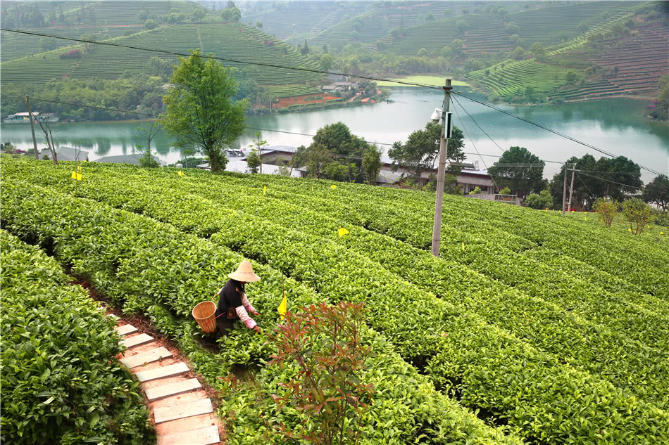 云南普洱茶园,游客可采茶 制茶做茶饼 好不惬意!